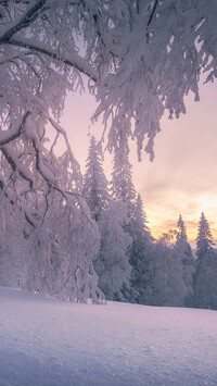 Poranek w ośnieżonym lesie