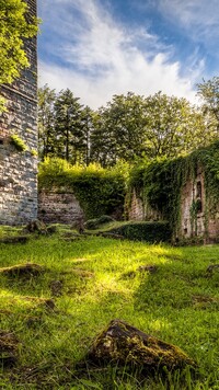 Porośnięte ruiny zamku Wildenberg