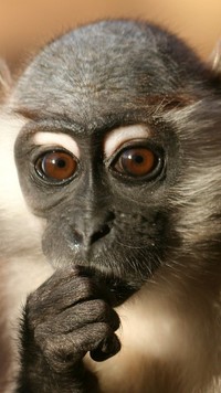 Portret małpki