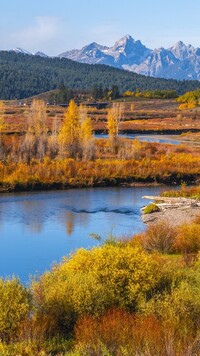 Pożółkłe drzewa i krzewy nad rzeką Snake River