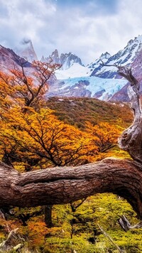 Pożółkłe drzewa na tle gór w Patagonii