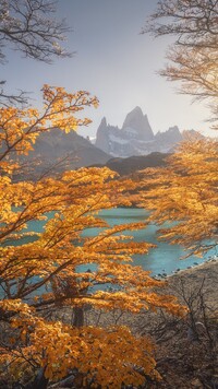 Pożółkłe drzewa na tle góry Fitz Roy