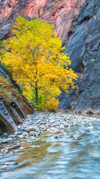 Pożółkłe drzewo nad rzeką Virgin River