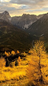 Pożółkłe modrzewie i trawy na tle Dolomitów