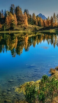 Pożółkłe modrzewie nad jeziorem Lago Federa
