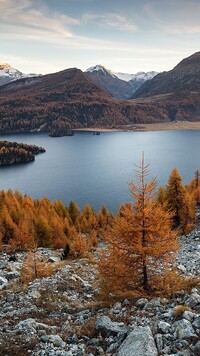 Pożółkłe modrzewie nad jeziorem Silsersee