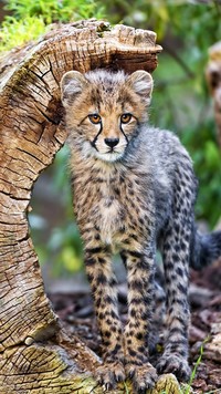 Pozujący  młody gepard