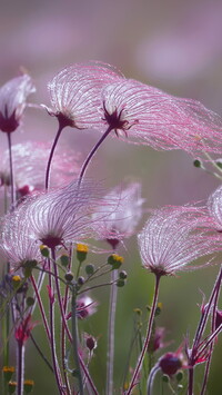 Prairie Smoke