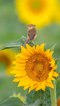 Prinia płowa na liściu słonecznika