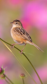 Prinia płowa