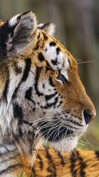 Profil tygrysa w zbliżeniu