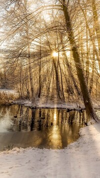 Promienie słońca między drzewami nad jeziorem
