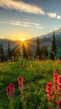 Promienie słońca nad kwiatową łąką