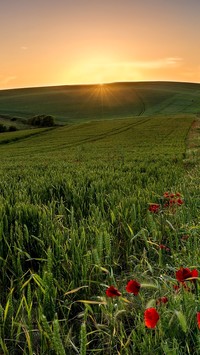 Promienie słońca nad polami