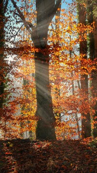 Promienie słońca pomiędzy drzewami w jesiennym lesie