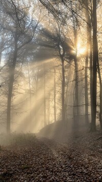 Promienie słońca w zamglonym lesie