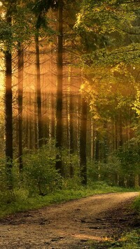 Promienie słońca wśród wysokich drzew w lesie