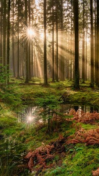 Promienie słoneczne między drzewami w lesie