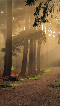 Przebijające światło między drzewami w lesie