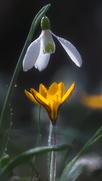 Przebiśnieg i żółty krokus