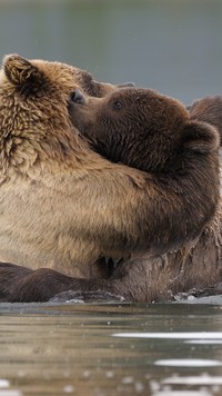 Przytulone niedźwiadki