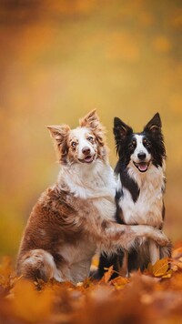 Psy border collie