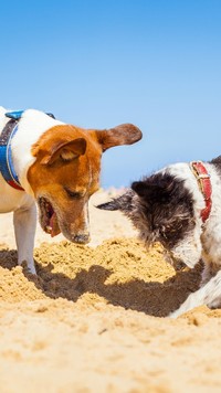Psy podczas zabawy na plaży