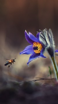 Pszczoła i sasanka
