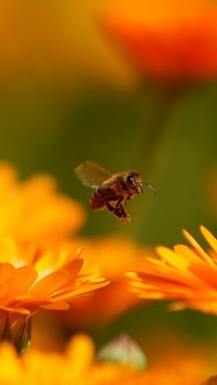 Pszczoła lecąca do nagietka po pyłek kwiatowy