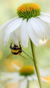 Pszczoła na białej jeżówce