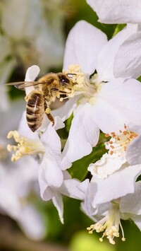 Pszczoła na białym kwiatku