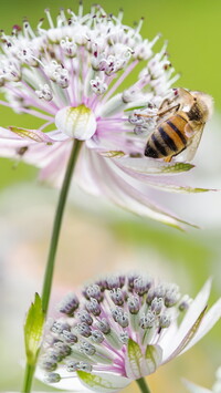 Pszczoła na jarzmiance