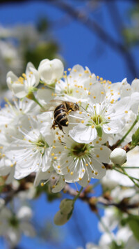 Pszczoła na kwiatach wiśni