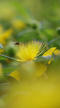 Pszczoła na kwiatku dziurawca