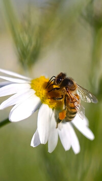 Pszczoła na kwiatku rumianku