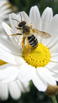 Pszczoła na margerytce