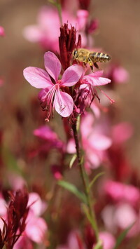 Pszczoła na różowym kwiatku gaury