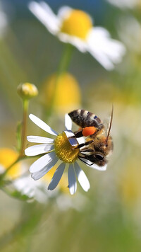 Pszczoła na rumianku