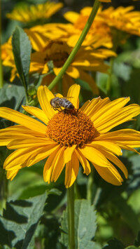Pszczoła na słoneczniczku