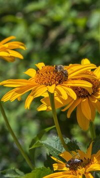 Pszczoła na żółtym słoneczniczku