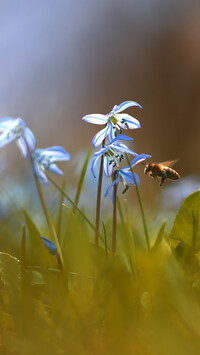 Pszczoła obok cebulic syberyjskich