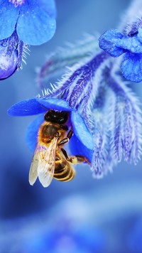 Pszczoła pod kwiatowym parasolem