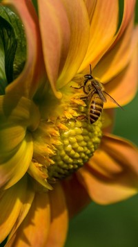 Pszczoła zbiera nektar z kwiatka