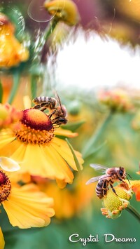 Pszczoły na dzielżanach