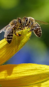 Pszczoły na żóltym kwiatku