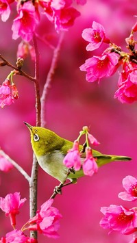 Ptak w różowym ogrodzie