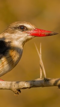 Ptak z czerwonym dziobem na gałązce