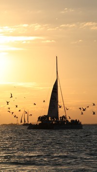 Ptaki wokół łodzi na morzu