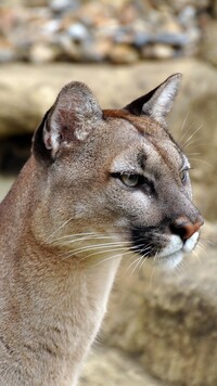 Puma kostarykańska z profilu