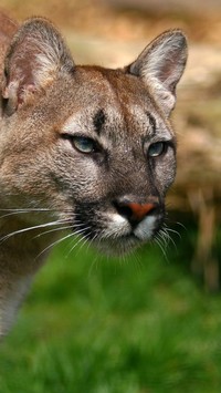 Puma wypatrująca zdobyczy